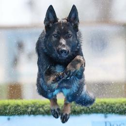 German Shepherds from Patricia's German Shepherds