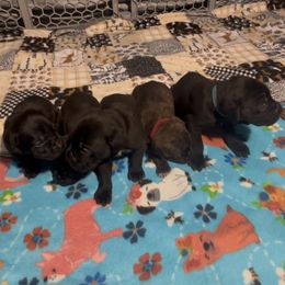 Boy 2 - Black brindle Cane Corso puppy in Linden, Texas from Da Boyz Cane Corso