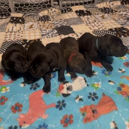 Boy 2 - Black brindle Cane Corso puppy in Linden, Texas from Da Boyz Cane Corso