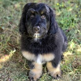 Macaroni - Phantom male Goldendoodle puppy in Eugene, Oregon from Oregon's Legendary Goldens