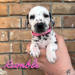 Rumble - LUA - White and black female Dalmatian puppy in Mount Vernon, Missouri from Spots & Spirals