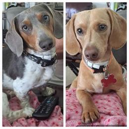 Dachshund Puppies from A&R Dachshund