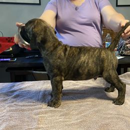 Tank - Bullmastiff puppy in Everett, Washington from Bulwark Bullmastiffs