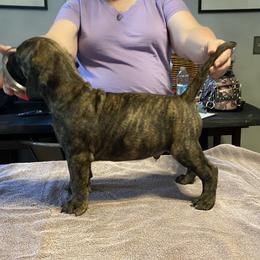 Tank - Bullmastiff puppy in Everett, Washington from Bulwark Bullmastiffs