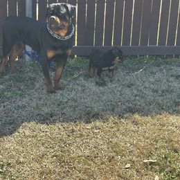 Rottweiler All Grown Up from Woods AKC Rottweiler
