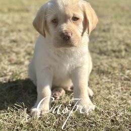 Casper - Champagne male Dilute Retriever puppy in Rockwall, Texas from T3 Pups