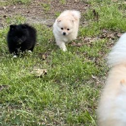 Pomeranian Puppies from Waters Poms
