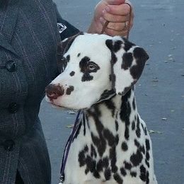 Dreamy - Dalmatian