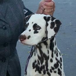 Dreamy - Dalmatian