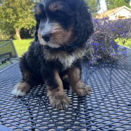 Bernedoodle Puppies from Busacker Babies