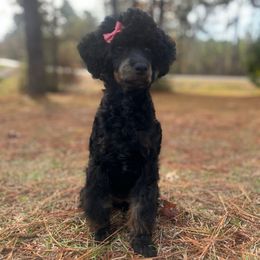 Oakley - Poodle