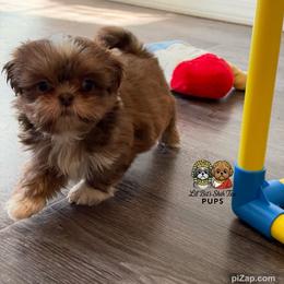 Daphne - Liver and white female Shih Tzu puppy in Walkertown, North Carolina from Lil’ Bit’s Shih Tzu