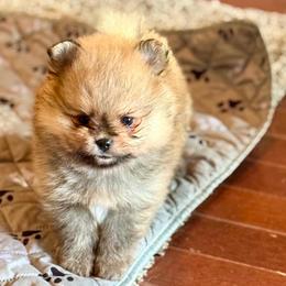 CAIN - Orange male Pomeranian puppy in Willis, Texas from Treasured Jewels Pomeranians