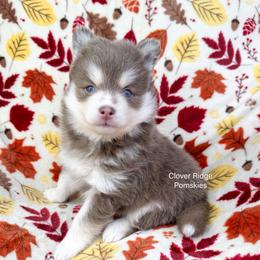 Roswell - Lavender female Pomsky puppy in Sheffield, Iowa from Clover Ridge Pomskies