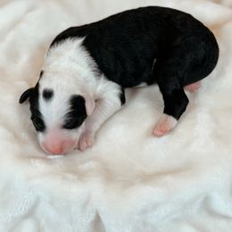 Frappuccino - Black and white male Sheepadoodle puppy in Cleveland, Tennessee from Narrow Path Old English & Sheepadoodles