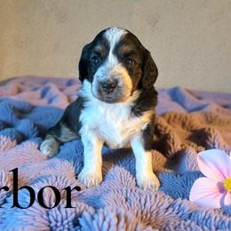 Harbor - Black tri-color female Aussiedoodle puppy in Ellenburg Center, New York from Kristin's Puppies