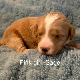 Pink collar girl - Red  female Goldendoodle puppy in Vian, Oklahoma from Dog Days Doodles