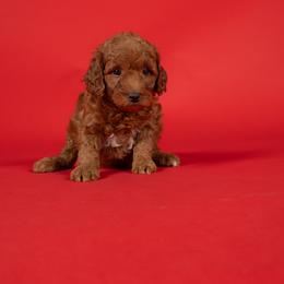 Dwight - Red  male Goldendoodle puppy in Payson, Utah from Country Sky Doodles