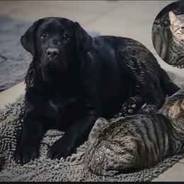 KSo - Black female Labrador Retriever puppy in Nacogdoches, Texas from Westlane Dogs