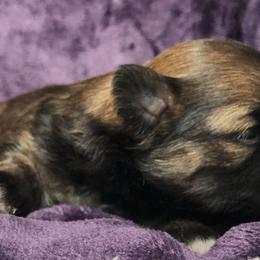 Shih Tzus from Shhhh Shih Tzu