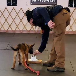 Belgian Malinois Puppies from Christina Potts Potts