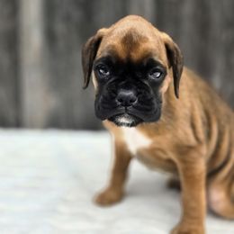 Lucy - Fawn female Boxer puppy in Preston, Maryland from Katie's Pups