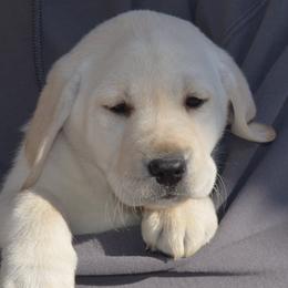 Labrador Retriever puppies from Badland Kennel