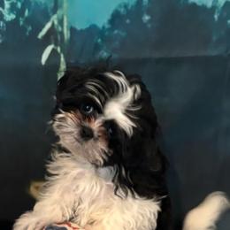 Jin - Black and white male Shih Tzu puppy in Conroe, Texas from Shihtzu Happen