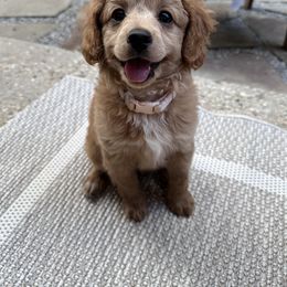 Cockapoo Puppies from Southern Belle Cockapoos
