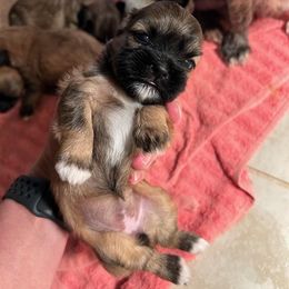 Girl brindle - Brindle female Shih Tzu puppy in Lebanon, Missouri from Anna's Babies in the Midwest