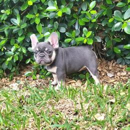 Anastasia 2 - Black and tan female French Bulldog puppy in Homestead, Florida from BackyardfinestBullys