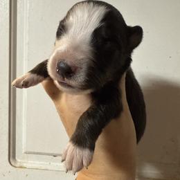 Dusk - Black & white male Australian Shepherd puppy in Four Oaks, North Carolina from RoseWest Farms