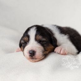 Australian Shepherd Puppies from Lilyoaks Australian Shepherds