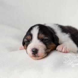 Australian Shepherd Puppies from Lilyoaks Australian Shepherds