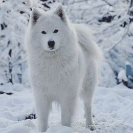 Kaya - Samoyed