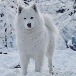 Kaya - Samoyed