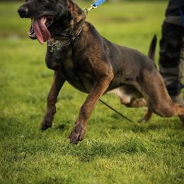 Paco - Dutch Shepherd