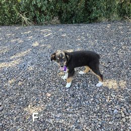 Fez - Black tri male Toy Australian Shepherd puppy in Snowflake, Arizona from Halfpint Aussies
