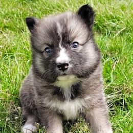 Melo - male Nenets Herding Laika puppy in Rockville, Maryland from Skais the Limit