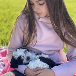 Havanese Puppies from My Heavenly Havanese Puppies