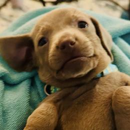 AKC - Teddy Goldman De Blue - Fawn (isabella) and tan male Dachshund puppy in Bakersfield, California from De Blue Dachshunds