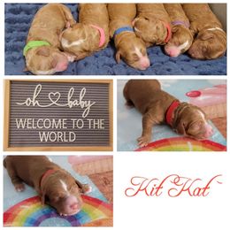 Australian Labradoodle Puppies from Lindsey's Loving Labradoodles