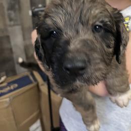 Charlie - Gray male Pyredoodle puppy in Prescott, Washington from Washington Pyredoodles