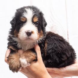 Brown Collar Male - Black rust and white male Bernese Mountain Dog puppy in Collinsville, Texas from Berner Dynasty