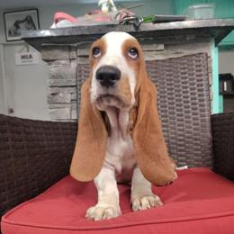 Terry - Red and white male Basset Hound puppy in Newton Grove, North Carolina from MGA Basset Hound