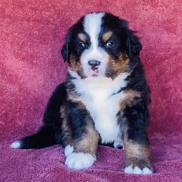 Dark Green Collar Boy - Black rust and white male Bernese Mountain Dog puppy in Bristol, Tennessee from Holston Hollow Farm