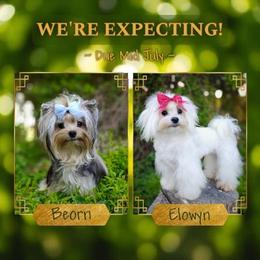 Morkie puppies from Seeking Shalom Acres Maltese, Maltipoos & Havamalts
