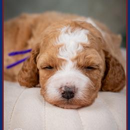 Coralyn - Red and white female Cockapoo puppy in Connersville, Indiana from Deaz Doodle Ranch