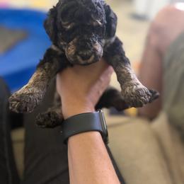 Black - Tri-color male Labradoodle puppy in Shingle Springs, California from California Double Doodles