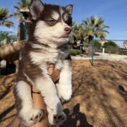 Cookie - Brown and white female Siberian Husky puppy in Perris, California from Orange Family Huskies